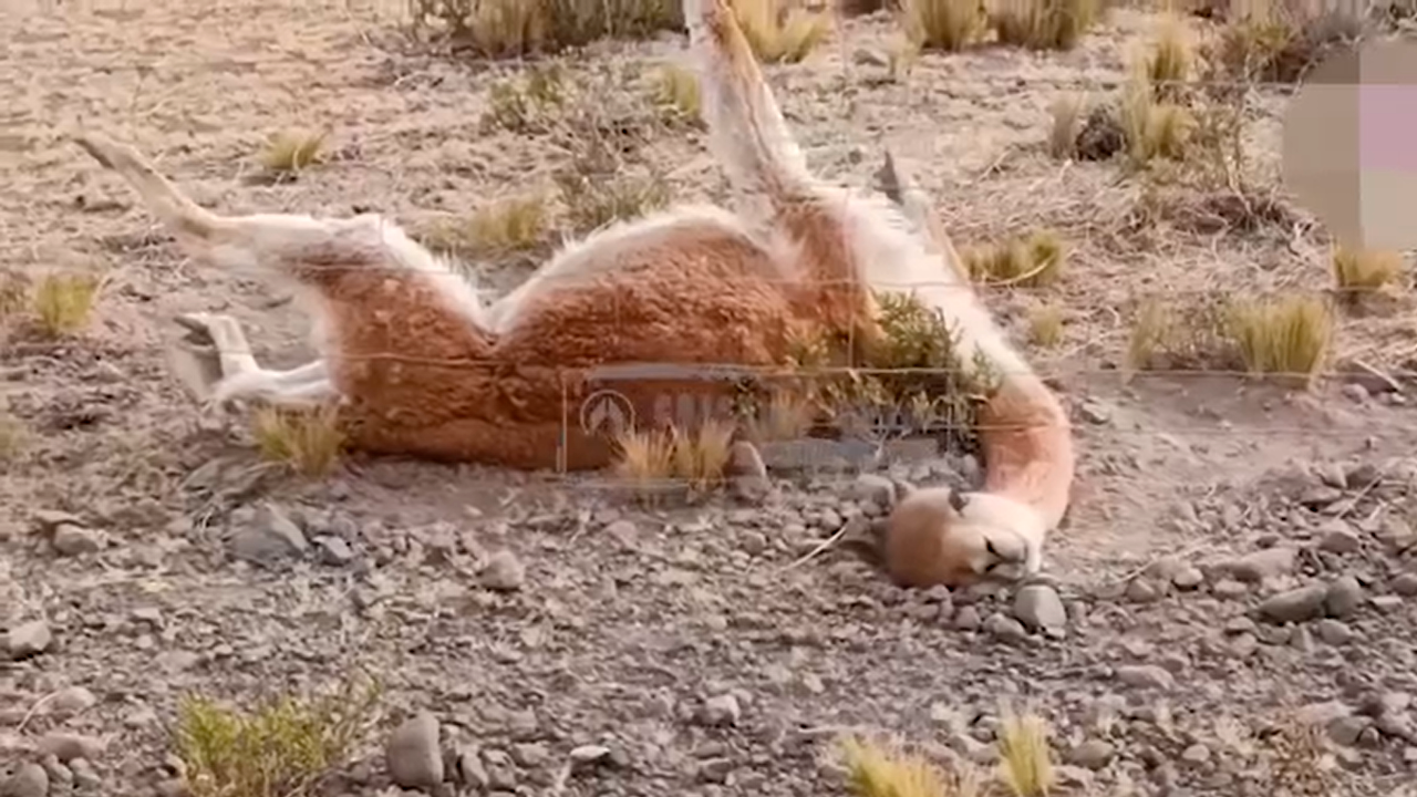 post-xl_38
