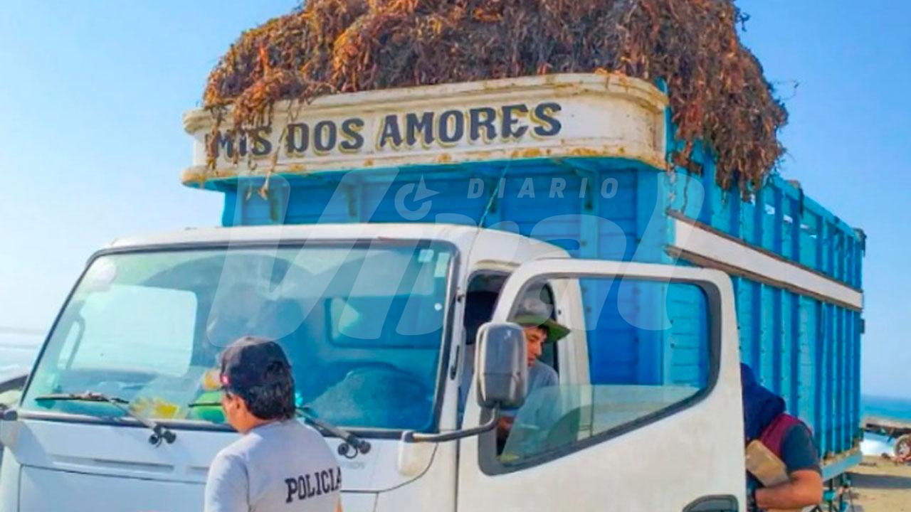 Autoridades inmovilizan ocho toneladas de macroalgas por falta de documentación en Caravelí